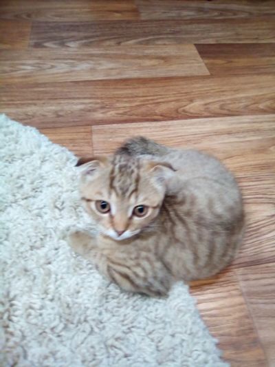 Лот: 16341534. Фото: 1. Шотландский котенок. Корма