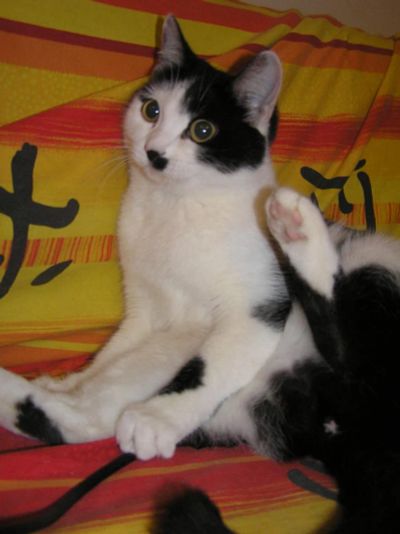 Лот: 4386212. Фото: 1. Ничегосебекошка Пипка (полное... Кошки, котята