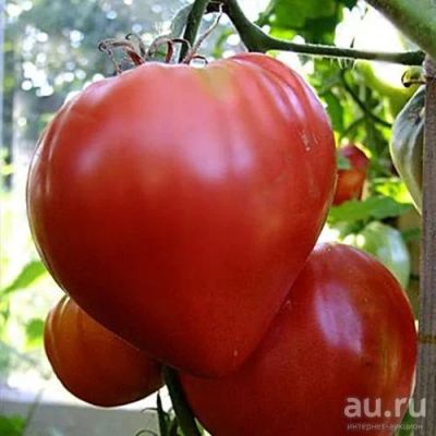 Лот: 13252017. Фото: 1. Рассада томатов, красноплодные... Овощи