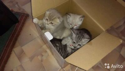 Лот: 7440342. Фото: 1. котята от вислоухой шотландской... Кошки, котята