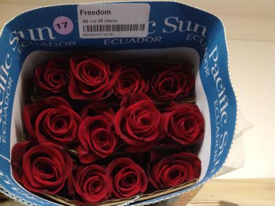 Лот: 7826661. Фото: 1. Роза Freedom 40см 25шт.Лот 3. Свежие цветы