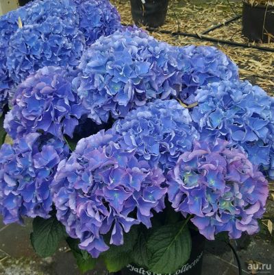 Лот: 13054334. Фото: 1. Гортензия крупнолистная Фрипон... Декоративные кустарники и деревья