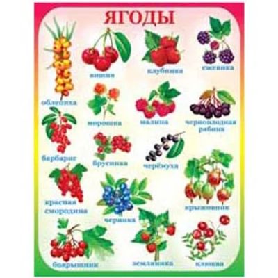 Лот: 8146179. Фото: 1. Новый плакат "Ягоды", большой... Развивающие