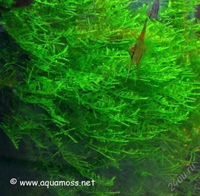 Лот: 1492380. Фото: 1. Vesicularia montagnei - Christmas... Водные растения