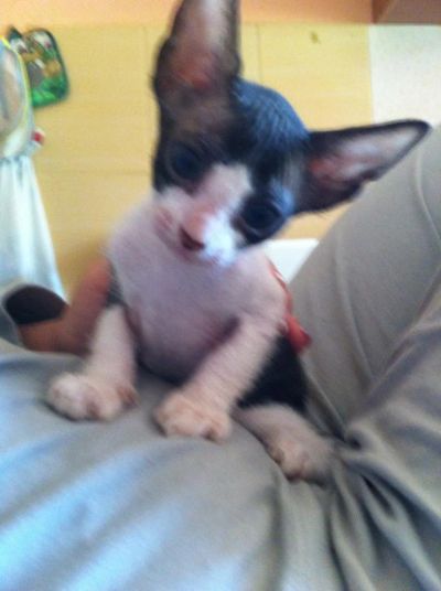 Лот: 4317165. Фото: 1. Котенок Донского сфинкса ( мальчик... Кошки, котята