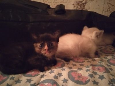 Лот: 13301545. Фото: 1. Кошечка. Кошки, котята