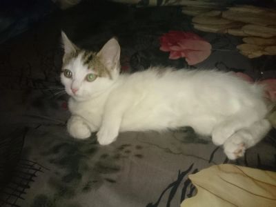Лот: 1415431. Фото: 1. 2 кошечки. Кошки, котята