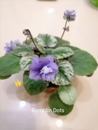 Лот: 16859031. Фото: 1. Фиалка сортовая Romblin Dots лист. Горшечные растения и комнатные цветы