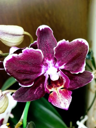 Лот: 25083113. Фото: 1. Орхидея фаленопсис Элли домашняя. Горшечные растения и комнатные цветы