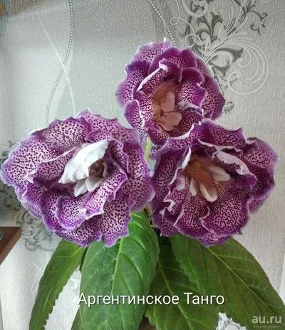 Лот: 13505842. Фото: 1. Глоксиния Аргентинское Танго -... Горшечные растения и комнатные цветы