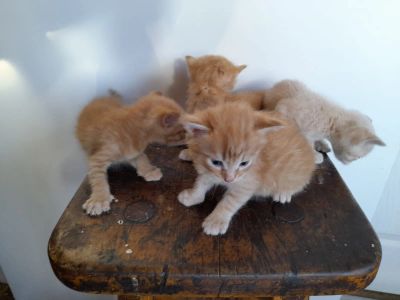 Лот: 19464014. Фото: 1. Рыжее счастье. Кошки, котята