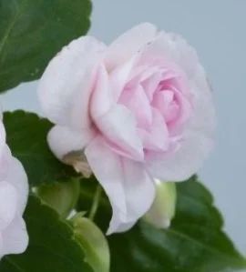 Лот: 18889633. Фото: 1. Бальзамин Musica Princess Pink. Горшечные растения и комнатные цветы