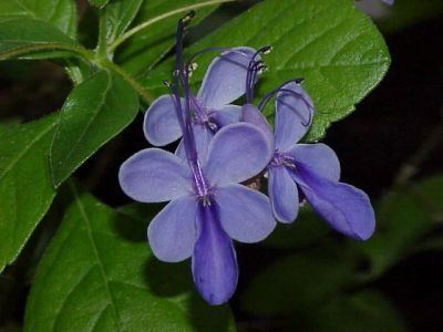 Лот: 7364022. Фото: 1. Клеродендрум угандийский (Clerodendrum... Горшечные растения и комнатные цветы