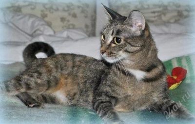 Лот: 2666154. Фото: 1. Чудесная кошечка в добрые руки. Кошки, котята