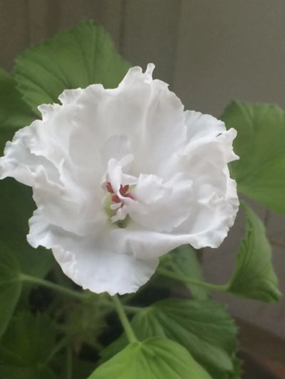 Лот: 7546224. Фото: 1. Пеларгония double white. Горшечные растения и комнатные цветы