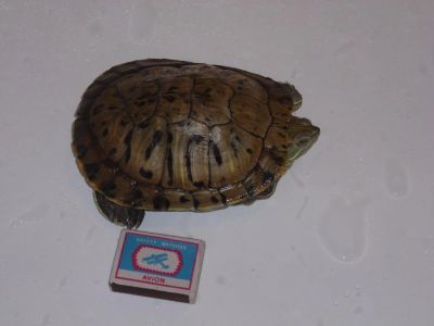 Лот: 7954750. Фото: 1. Красноухая черепаха. Другое (животные и уход)