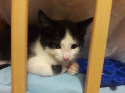 Лот: 10732228. Фото: 1. Котёнок.Девочка. Кошки, котята