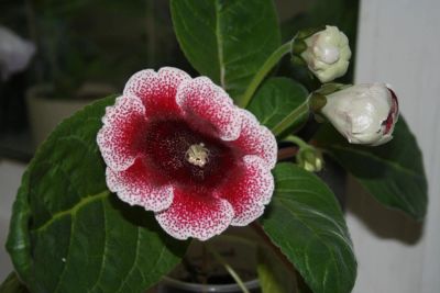 Лот: 4290605. Фото: 1. Красивая глоксиния. Горшечные растения и комнатные цветы