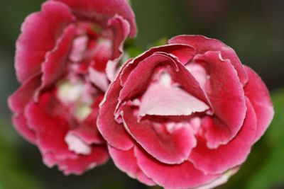 Лот: 3123509. Фото: 1. Глоксиния 8. Горшечные растения и комнатные цветы