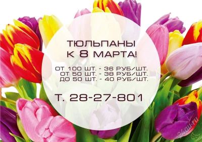 Лот: 2509975. Фото: 1. Тюльпаны. Голландия. Разное