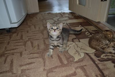 Лот: 11774259. Фото: 1. Британские котята. Кошки, котята