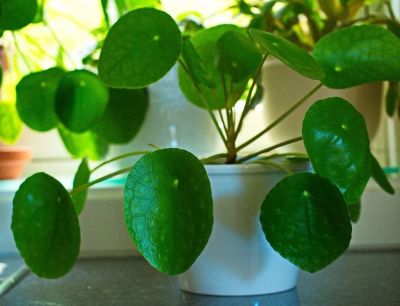 Лот: 11195737. Фото: 1. Пилея пеперомиевидная ( Pilea... Горшечные растения и комнатные цветы