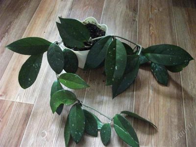 Лот: 2531625. Фото: 1. Hoya carnosa ( 2 плети в горшочке... Горшечные растения и комнатные цветы