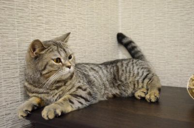 Лот: 9078713. Фото: 1. Шотландская кошечка прямоухая. Кошки, котята