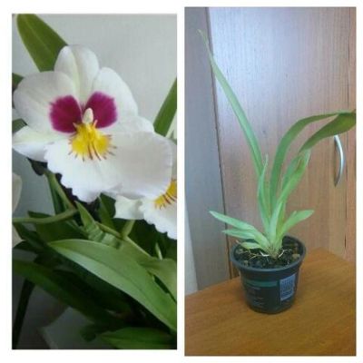 Лот: 5200948. Фото: 1. Орхидея Мильтония белая. Горшечные растения и комнатные цветы