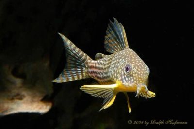 Лот: 5060725. Фото: 1. Коридорас Штерба (Corydoras sterbai... Рыбки