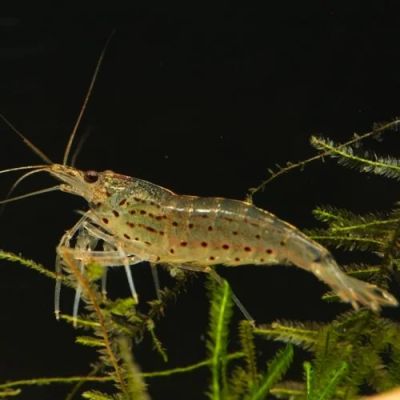 Лот: 10681654. Фото: 1. Креветка Амано (Caridina japonica... Моллюски, ракообразные, кораллы