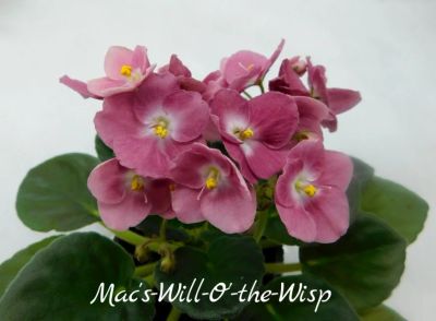 Лот: 5383174. Фото: 1. Мини фиалка сортовая Mac's Will-o-the-Wisp... Горшечные растения и комнатные цветы