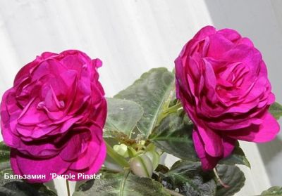 Лот: 16340990. Фото: 1. Бальзамин махровый Purple Pinafa. Горшечные растения и комнатные цветы