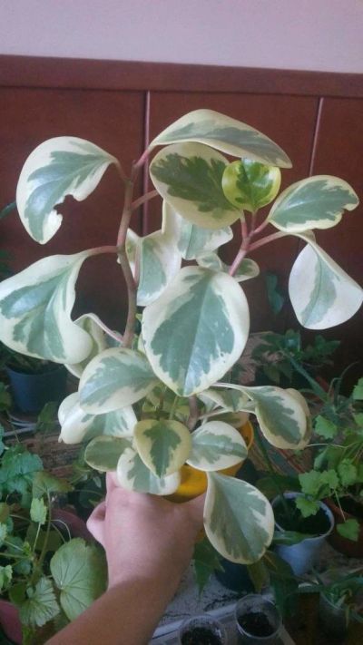 Лот: 5287511. Фото: 1. Пеперомия туполистная кустик... Горшечные растения и комнатные цветы