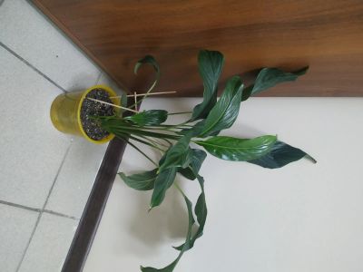 Лот: 16099781. Фото: 1. спатифилум. Горшечные растения и комнатные цветы