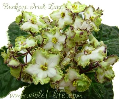 Лот: 11049792. Фото: 1. Фиалка Buckeye Irish Lace (P... Горшечные растения и комнатные цветы