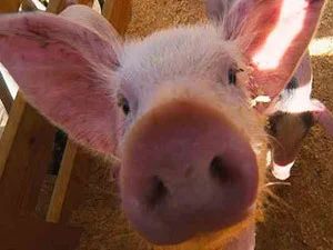 Лот: 3038375. Фото: 1. Продам МЯСО свиньи, Деревенское... Мясо, птица, яйцо