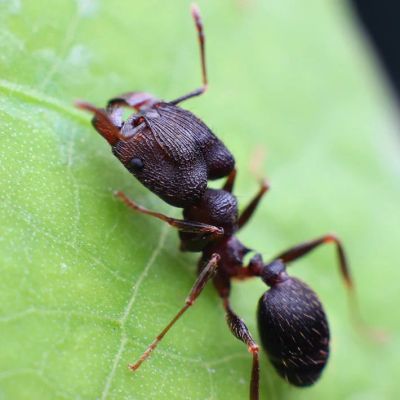 Лот: 7626051. Фото: 1. Муравей дома! Pheidole yeensis. Остальные животные
