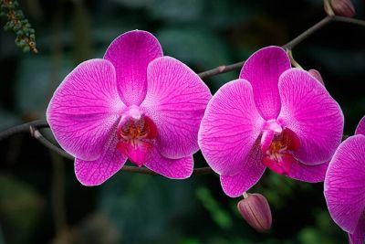 Лот: 8250832. Фото: 1. Орхидея Фаленопсис Розовая Три... Горшечные растения и комнатные цветы
