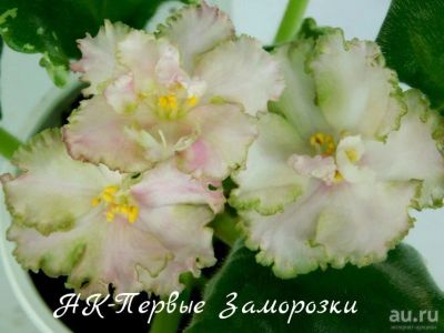 Лот: 8432597. Фото: 1. Продам детку сортовой фиалки НК-Первые... Горшечные растения и комнатные цветы