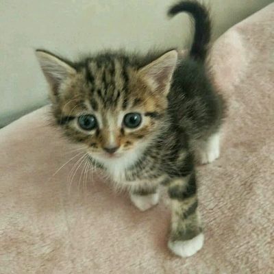 Лот: 12533245. Фото: 1. Отдам котёнка. Кошки, котята