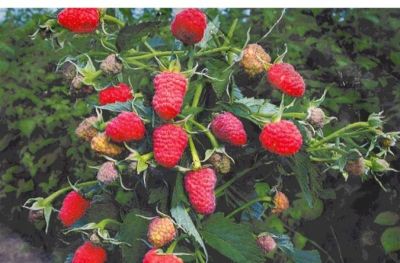 Лот: 5530109. Фото: 1. дерево-малина - 150 руб. Другое (семена, рассада, садовые растения)