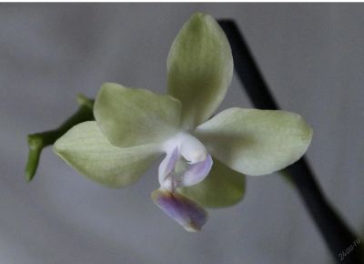 Лот: 5708123. Фото: 1. Орхидея Фалинопсис Мини желтая... Горшечные растения и комнатные цветы