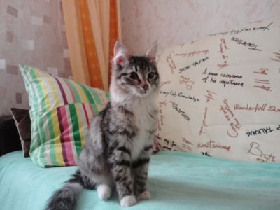 Лот: 4178933. Фото: 1. Отдам кошечку, очень похожа на... Кошки, котята