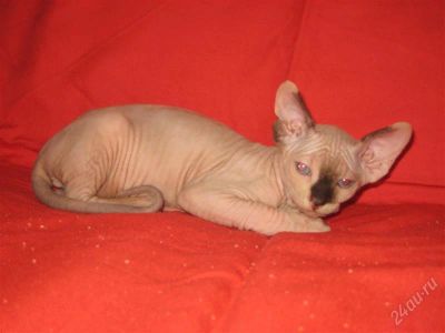 Лот: 1327667. Фото: 1. котята канадского сфинкса с документами... Кошки, котята