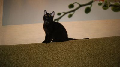 Лот: 5184811. Фото: 1. Чёрная кошечка ищет добрые руки. Кошки, котята
