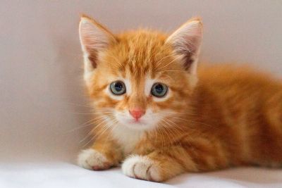 Лот: 6057766. Фото: 1. Котик котенок. Заберите котейку... Кошки, котята