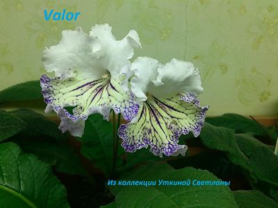 Лот: 3359736. Фото: 1. Стрептокарпус-лист Valor. Горшечные растения и комнатные цветы