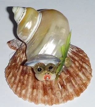 Лот: 537165. Фото: 1. Улитка из турбо сильвер жемчужного... Другое (сувениры, подарки)