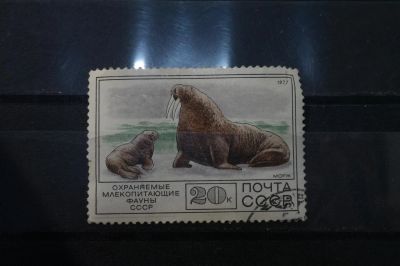 Лот: 3992166. Фото: 1. марки СССР 36 Морж 1977 г. Марки